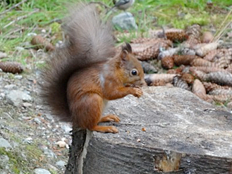 Squirrel on tree stump