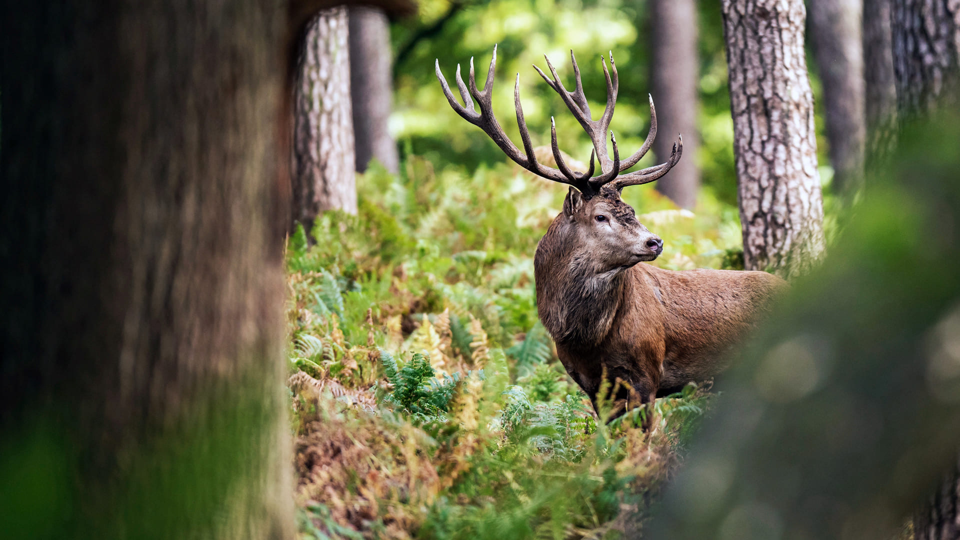 stag woodlands
