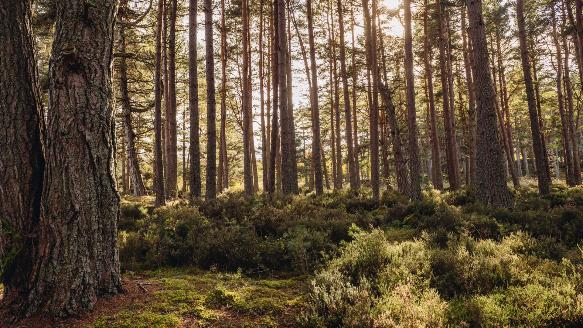 woodland