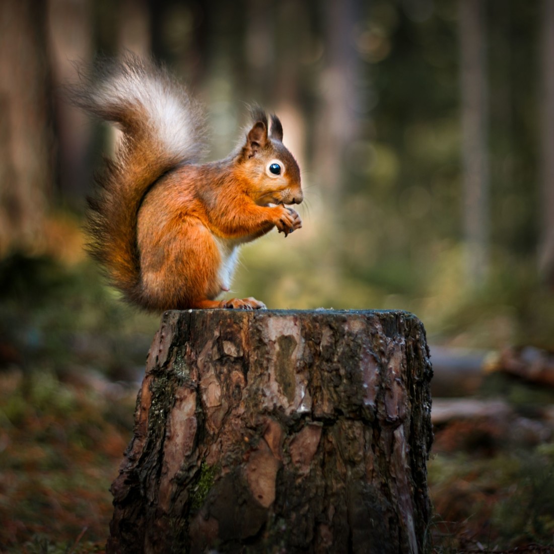 squirrel